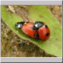 Coccinella quinquepunctata - Fuenfpunkt 04.jpg